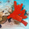 DSCF8401 cerveny koral a rybky
